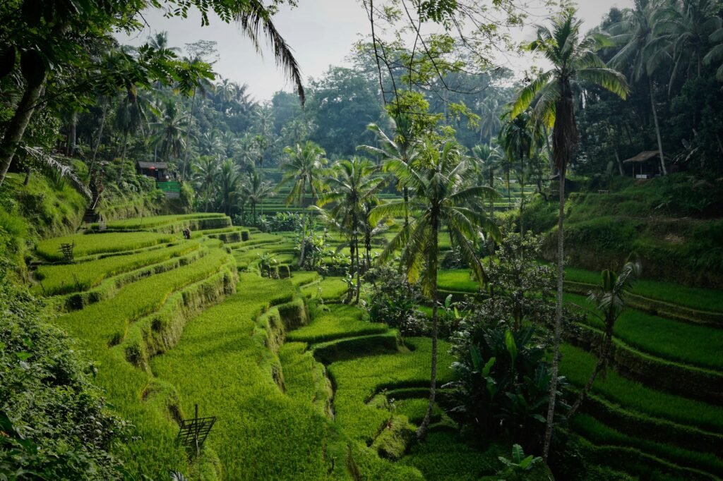 Terraced rice fields with palm trees in Tegallalang, Bali